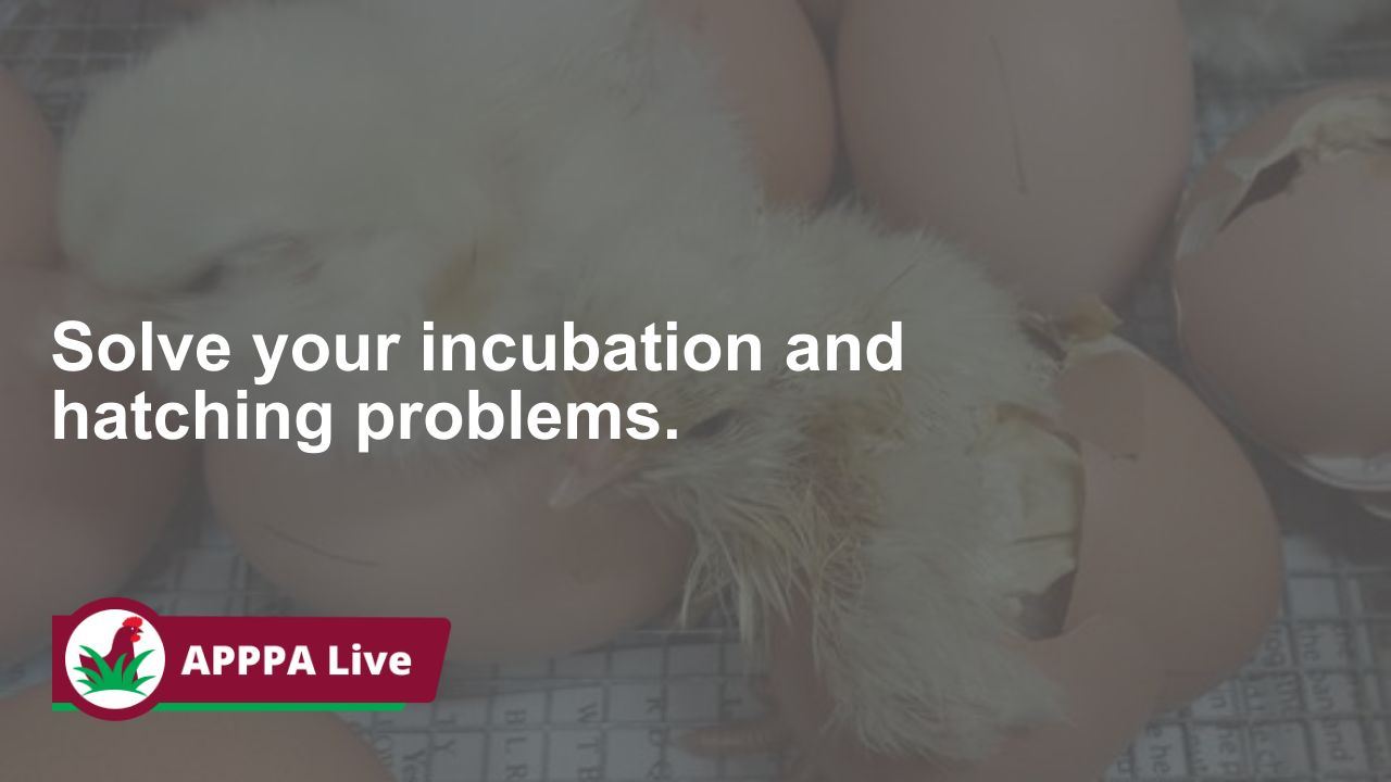 solve your incubation and hatching problems. 