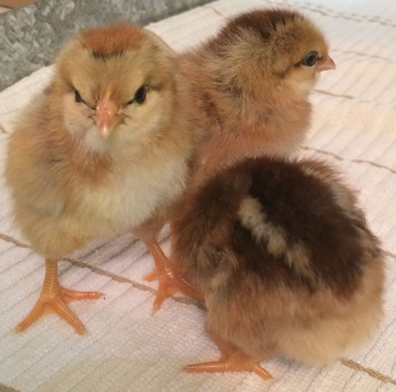 Welsummer Chicks